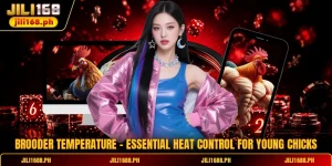 Brooder Temperature - Essential Heat Control For Young Chicks