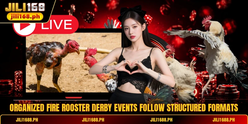 Organized Fire Rooster Derby events follow structured formats
