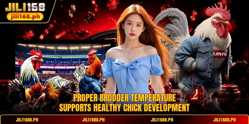 Proper Brooder Temperature supports healthy chick development